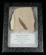 Fossil Populus Leaf w/ Insect - Green River Formation #16287-3